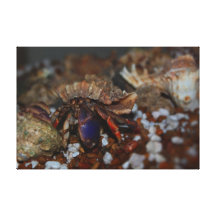 The Hermit Canvas Prints