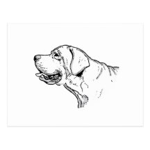 THE LABRADOR POST CARD