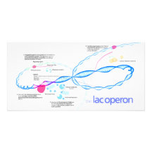 The Lac Operon Diagram Personalized Photo Card