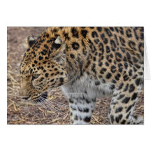 The Leopard Card