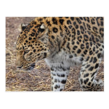 The Leopard Postcard