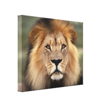 The Lion Canvas Print