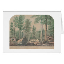 The Mammoth Trees of California (1191) Greeting Card