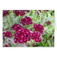 The Oregon Garden Greeting Cards