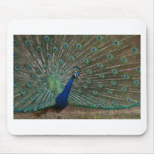 The Peacock Mouse Pad