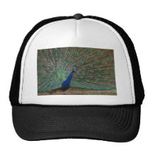 The Peacock Trucker Hat
