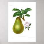 The Pitmaston Pear Poster