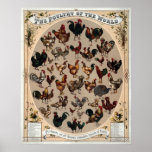 The poultry of the world print