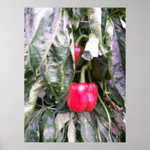 The Red Bell Peppers Print