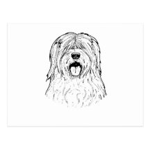 THE SHEEP DOG POST CARDS