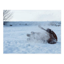 The snow bath - postcard