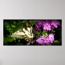 The Swallowtail 1 Posters