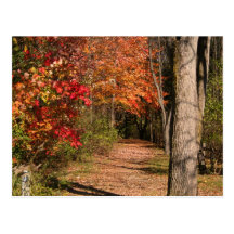 The Walking Path Postcard