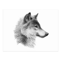THE WOLF LEADER POSTCARD