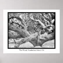 "The Woods" Cumberland Island, GA Posters