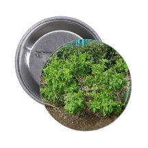  Theme Park Basil Pinback Buttons