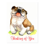 Thinking of  You Bulldog Puppy  Greeting Postcard