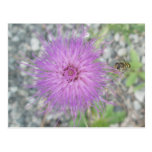 Thistle Blossom & Bee Fly Postcard