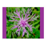 Thistle Blossom Postcard