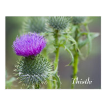 Thistle Postcard