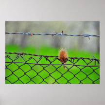 Thistle Posters
