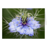 Thorny Love Flower Greeting Cards