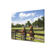 Thoroughbred horse farm in Marion County, Gallery Wrap Canvas