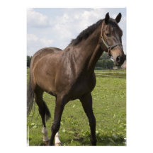 Thoroughbred Horse Invitation