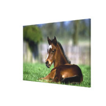 Thoroughbred Horse, Ireland Gallery Wrapped Canvas