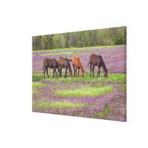 Thoroughbred horses in field of henbit flowers canvas prints