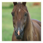 Thoroughbred Race Horse Invitation