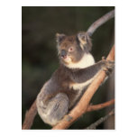 Thoughtful Koala Bear Postcard