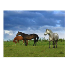 Three beautiful horses on sunny Summer day Postcards