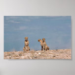 Three cheetahs sitting posters