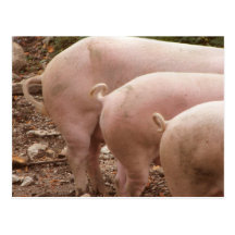Three curly pigs tails Postcard