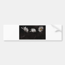 Three Daisies3 Bumper Sticker