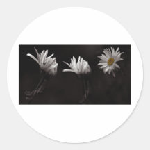 Three Daisies3 Stickers