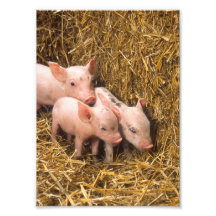 Three Little Pigs Photo Art