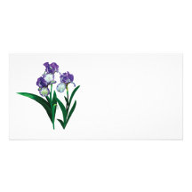 Three Purple and White Irises Picture Card