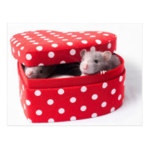 Three rats in a Heartbox Post Card