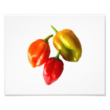 Three Scotch Bonnet Peppers Red Orange Yellow Pic Photograph