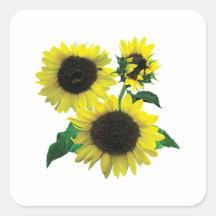 Three Sunflowers Square Sticker
