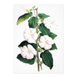 Thunbergia Fragrans Custom Announcements