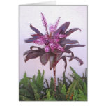 Ti and Ferns Cards