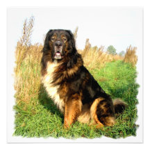 Tibetan Mastiff Invitation