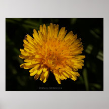 'Tickle & Giggle Dandelion' Poster