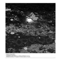 Tidepools, Bodega Station by Ansel Adams posters