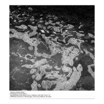 Tidepools, Bodega Station posters