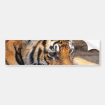 Tiger38 Bumper Stickers