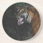 Tiger at the Zoo Coasters